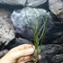 Kép 4/6 - Tillandsia butzii
