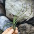 Kép 5/6 - Tillandsia butzii