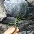 Kép 6/6 - Tillandsia butzii