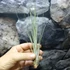 Kép 4/6 - Tillandsia juncea