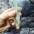Kép 3/6 - Tillandsia juncea