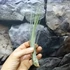 Kép 5/6 - Tillandsia juncea
