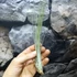 Kép 6/6 - Tillandsia juncea