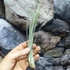 Kép 2/6 - Tillandsia juncea