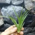 Kép 3/7 - Tillandsia multiflora