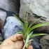 Kép 4/7 - Tillandsia multiflora