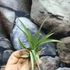 Kép 5/7 - Tillandsia multiflora
