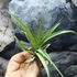 Kép 6/7 - Tillandsia multiflora