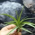 Kép 2/7 - Tillandsia multiflora