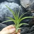 Kép 1/7 - Tillandsia multiflora