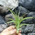 Kép 7/7 - Tillandsia multiflora