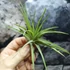 Kép 2/7 - Tillandsia abdita