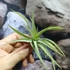 Kép 3/7 - Tillandsia abdita