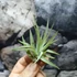 Kép 5/7 - Tillandsia abdita