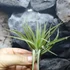 Kép 1/7 - Tillandsia abdita