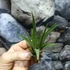 Kép 4/8 - Tillandsia faciculata