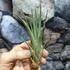 Kép 5/8 - Tillandsia faciculata