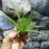 Kép 1/8 - Tillandsia faciculata