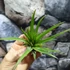 Kép 2/8 - Tillandsia faciculata