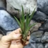 Kép 6/8 - Tillandsia faciculata