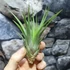 Kép 7/8 - Tillandsia faciculata