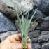 Kép 3/8 - Tillandsia faciculata