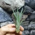 Kép 8/8 - Tillandsia faciculata