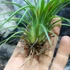 Kép 4/9 - Tillandsia Rainforest red
