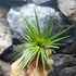 Kép 3/9 - Tillandsia Rainforest red
