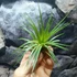 Kép 5/9 - Tillandsia Rainforest red