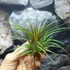 Kép 2/9 - Tillandsia Rainforest red