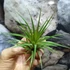 Kép 6/9 - Tillandsia Rainforest red
