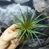 Kép 8/9 - Tillandsia Rainforest red