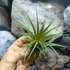 Kép 9/9 - Tillandsia Rainforest red