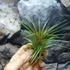 Kép 1/9 - Tillandsia Rainforest red