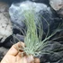 Kép 2/7 - Tillandsia magnusiana