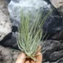 Kép 4/7 - Tillandsia magnusiana