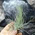 Kép 5/7 - Tillandsia magnusiana
