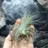 Kép 6/7 - Tillandsia magnusiana