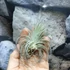 Kép 7/7 - Tillandsia magnusiana