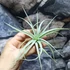 Kép 6/6 - Tillandsia kammii