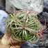 Kép 1/10 - Tillandsia Ionantha red telep