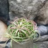 Kép 10/10 - Tillandsia Ionantha red telep