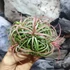 Kép 2/10 - Tillandsia Ionantha red telep