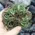 Kép 4/10 - Tillandsia Ionantha red telep