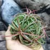 Kép 3/10 - Tillandsia Ionantha red telep