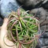 Kép 6/10 - Tillandsia Ionantha red telep