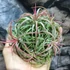 Kép 7/10 - Tillandsia Ionantha red telep