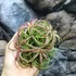 Kép 8/10 - Tillandsia Ionantha red telep