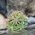 Kép 9/10 - Tillandsia Ionantha red telep